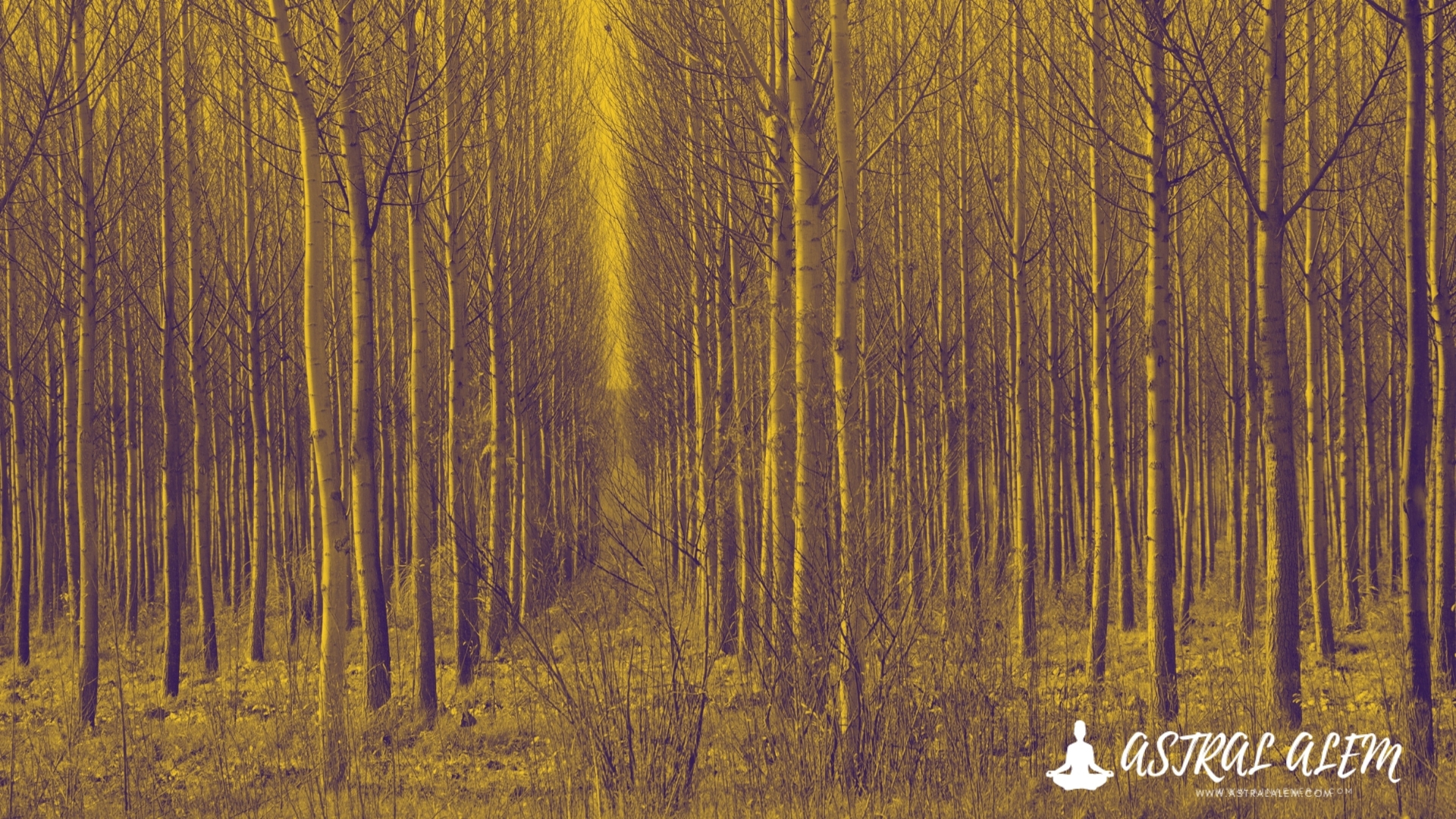 Kavak ağacı suyunun faydaları